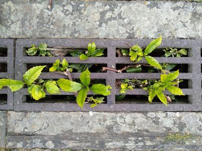 Aucuba japonica, photographed by Karen Fry