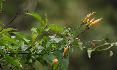 Ipomoea lutea, photographed by Grete Pasch