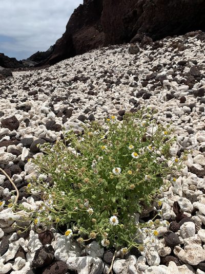 Perityle socorrosensis, photographed by william_hoyer