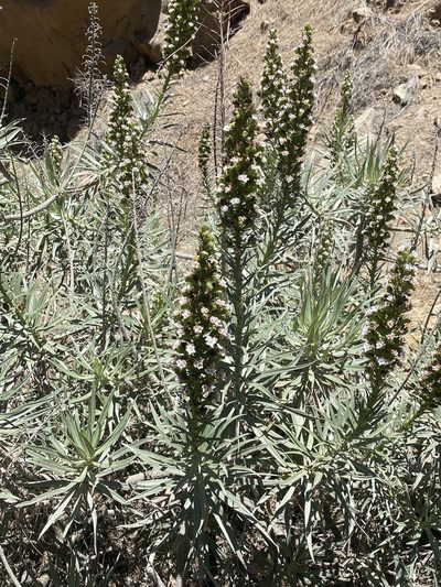 Echium virescens, photographed by Asher P Higgins