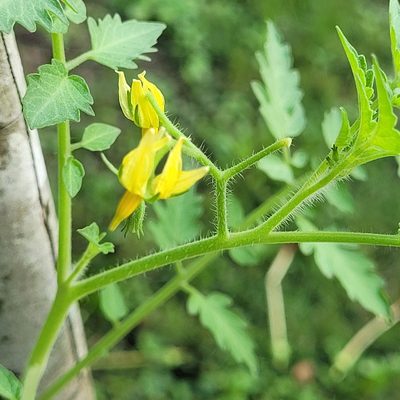 Solanum lycopersicum, photographed by Maria Janeiro