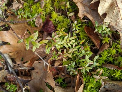 Vaccinium macrocarpon, photographed by Zac Peterson