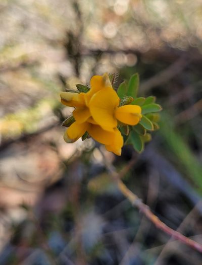 Pultenaea tuberculata, photographed by Eamonn Culhane