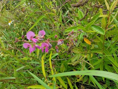 Desmodium incanum, photographed by Theo Summer