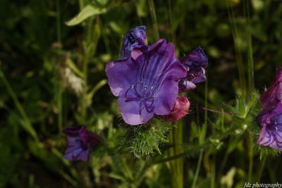 Echium plantagineum, photographed by davidfdz_b82