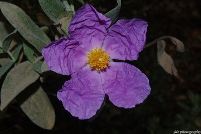 Cistus albidus, photographed by davidfdz_b82