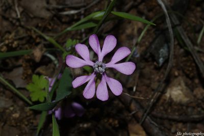 Silene colorata, photographed by davidfdz_b82