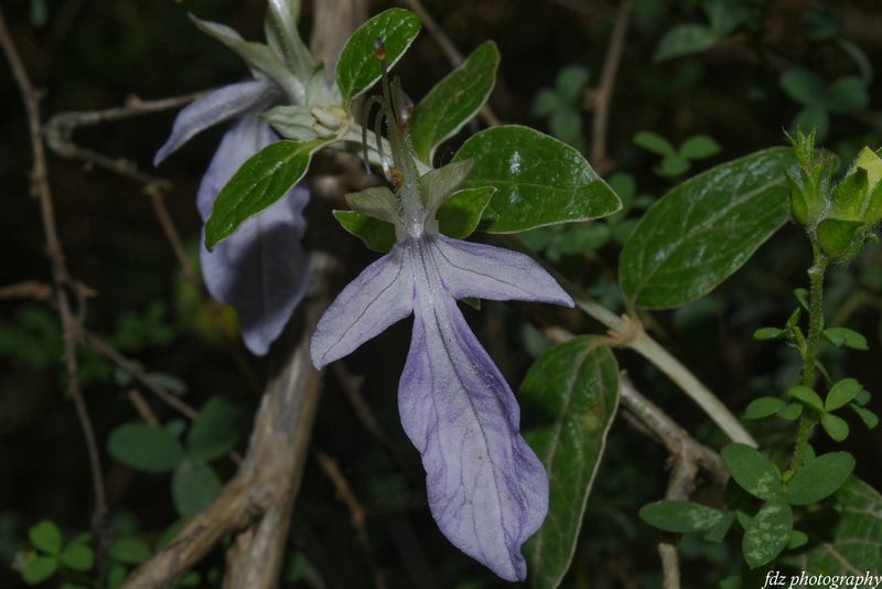 Teucrium fruticans, photographed by davidfdz_b82