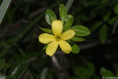 Chrysojasminum fruticans, photographed by davidfdz_b82