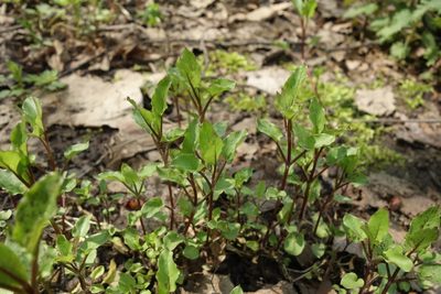 Stellaria aquatica, photographed by Aleksei Baushev