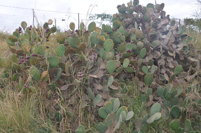Opuntia megapotamica, photographed by Lauu