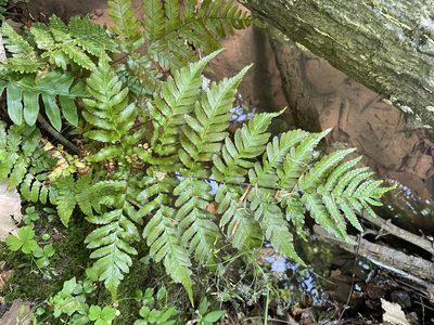 Dryopteris erythrosora, photographed by Eli Dickerson