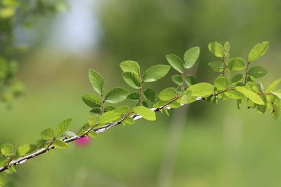 Ulmus crassifolia, photographed by Rich Sommer
