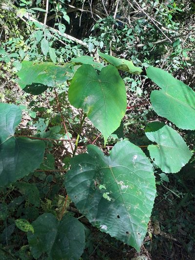 Macaranga capensis, photographed by Mmatjie Mashao