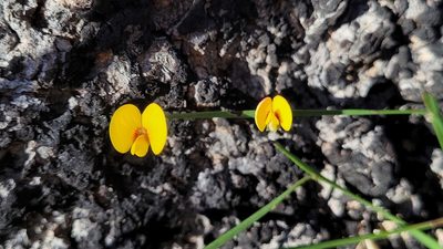 Bossiaea ensata, photographed by Eamonn Culhane