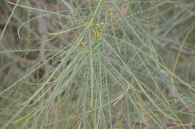 Parkinsonia aculeata, photographed by Lauu