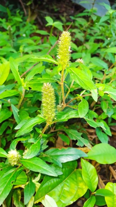 Lepidagathis alopecuroidea, photographed by Guillaume Delaitre