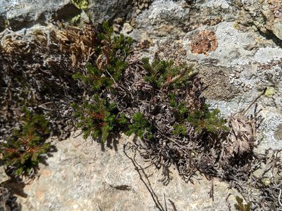 Selaginella bigelovii, photographed by Ken-ichi Ueda