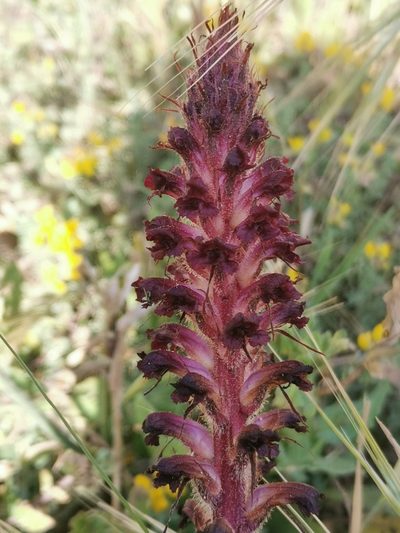 Orobanche sanguinea, photographed by Roland Godon
