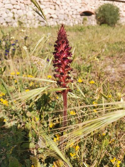 Orobanche sanguinea, photographed by Roland Godon