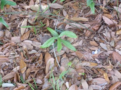 Quercus phellos, photographed by Nonbinary-Naturalist