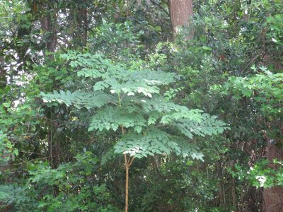 Aralia spinosa, photographed by Nonbinary-Naturalist