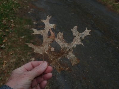 Quercus coccinea, photographed by Lynn Harper