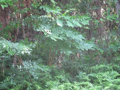 Aralia spinosa, photographed by Nonbinary-Naturalist