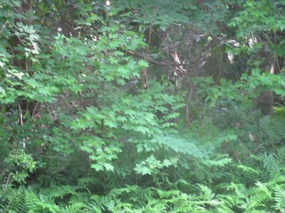 Aralia spinosa, photographed by Nonbinary-Naturalist