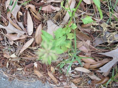 Stachys floridana, photographed by Nonbinary-Naturalist