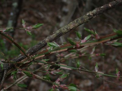 Euonymus alatus, photographed by Lynn Harper