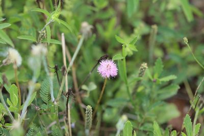 Mimosa strigillosa, photographed by Rich Sommer