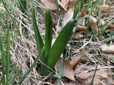 Colchicum autumnale, photographed by Todd Patterson