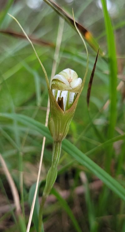 Pterostylis ophioglossa, photographed by Eamonn Culhane
