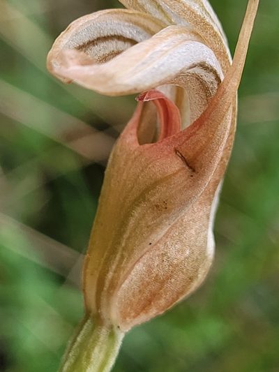 Pterostylis ophioglossa, photographed by Eamonn Culhane