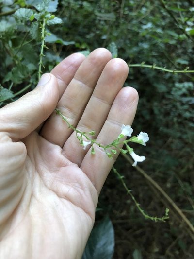 Endostemon obtusifolius, photographed by Sunčana Bradley