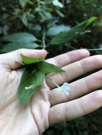 Rhinacanthus gracilis, photographed by Sunčana Bradley