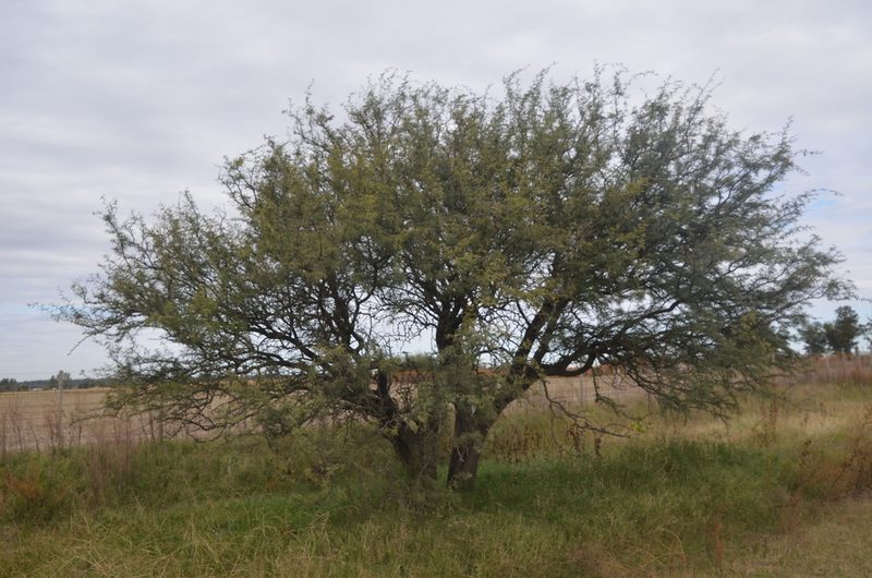 Neltuma caldenia, photographed by Lauu