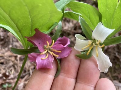 Trillium catesbaei, photographed by Hill Craddock