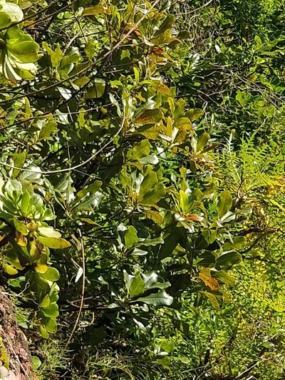 Sideroxylon mirmulano, photographed by Vítor Jorge