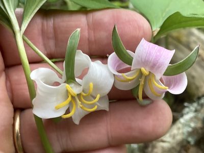 Trillium catesbaei, photographed by Hill Craddock