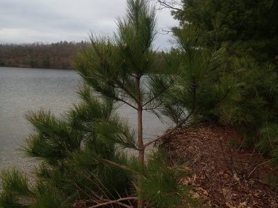 Pinus resinosa, photographed by Lynn Harper