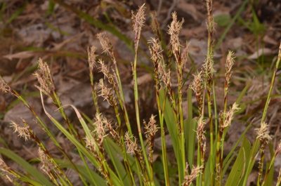 Carex digitata, photographed by Eugene Popov