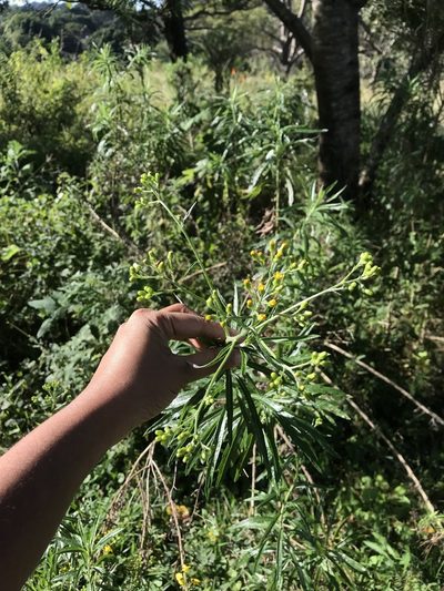 Senecio polyanthemoides, photographed by Presha Soogrim