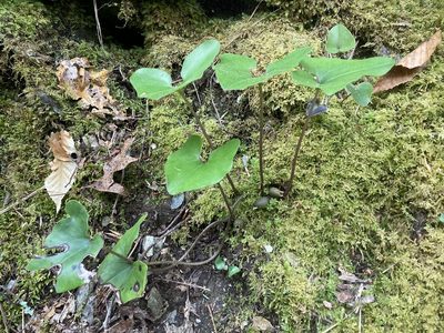 Asarum arifolium, photographed by Hill Craddock