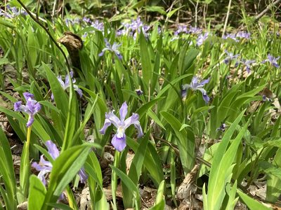 Iris cristata, photographed by Hill Craddock