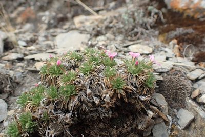 Chamaerhodos altaica, photographed by Pavel Borodin
