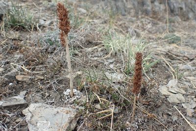 Orostachys spinosa, photographed by Pavel Borodin