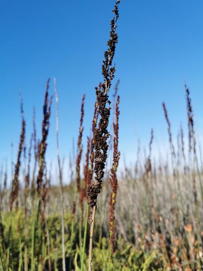 Elegia elephantina, photographed by Cait Smith