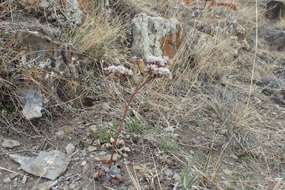 Goniolimon speciosum, photographed by Pavel Borodin